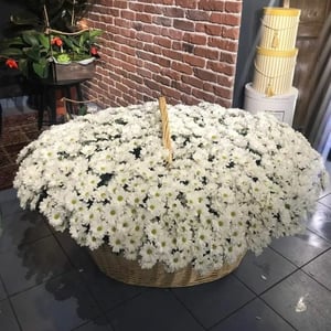 151 ромашковая хризантема в корзине