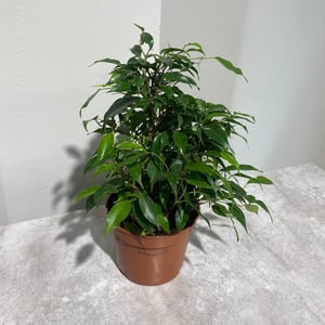Комнатное растение Фикус