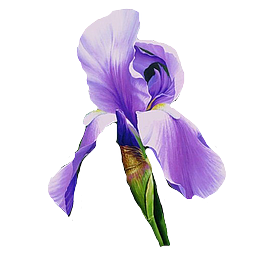 Ирис Blumen