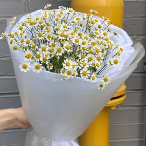 Нежный монобукет с матрикарией N82